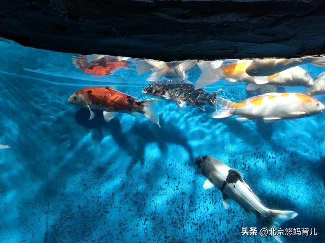第一次去国家自然博物馆，水族馆和恐龙乐园是8岁孩子的最爱