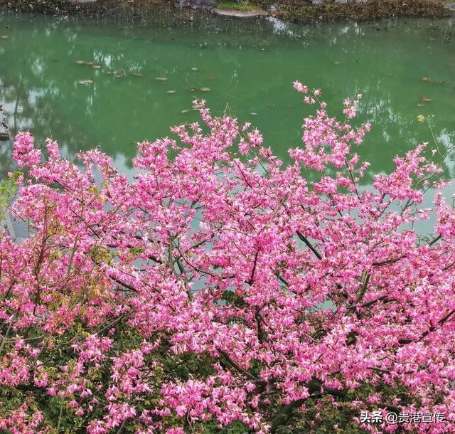 速收藏！贵港十二月赏花地图出炉，这些绝美机位拍出氛围感大片