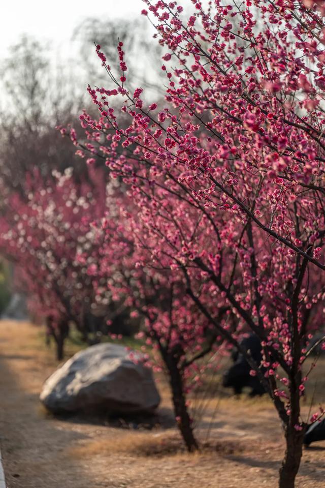 太期待了！接下来的洛阳，是这样的...