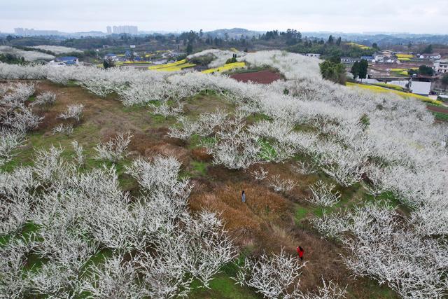 四川内江：踏青赏花 乐享春光
