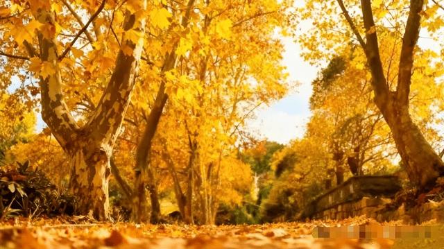 落叶铺就黄金路，初冬赴一场梧桐之约！