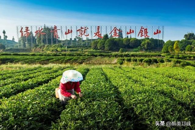 近悦远来·营城兴业丨夹关镇：“日茶夜酒”飘香，万亩茶园“长出”新业态