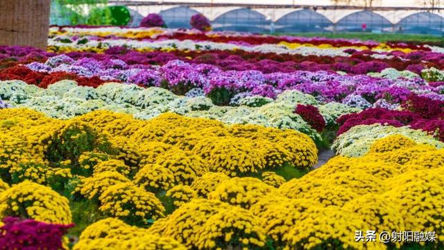 秋游射阳，这片菊海藏不住了！