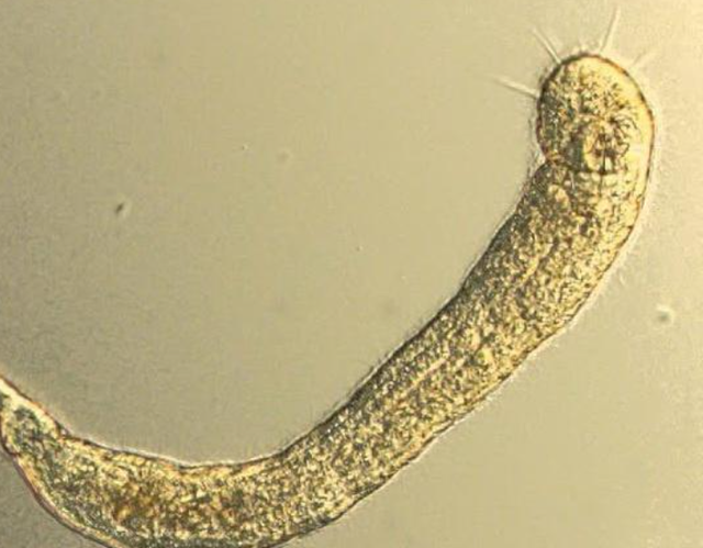 中国人为啥对酸味又爱又恨？一文讲清楚这背后的亿年演化历史