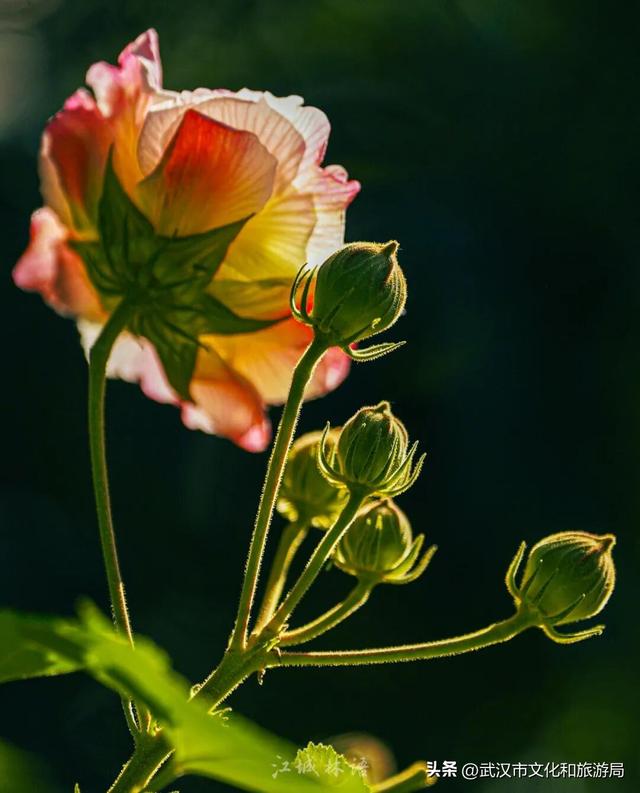 花色一日三变！武汉秋日木芙蓉花海上线