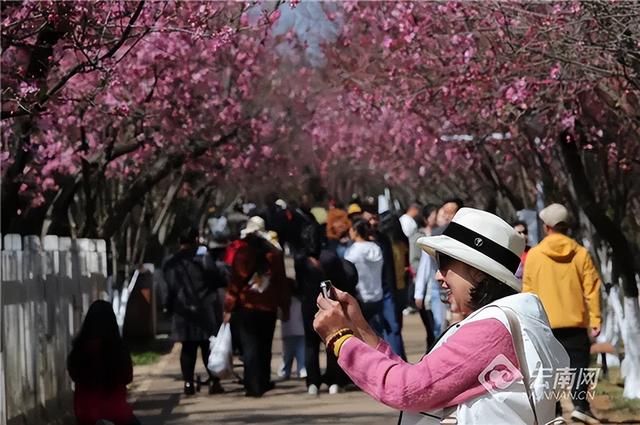 5293.14万人次！708.98亿元！2026年春节云南文旅市场迎来“开门红”