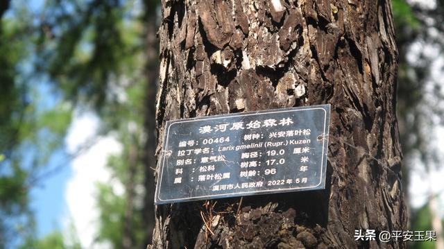 漠河归来说漠河（九）不堪回首的“五月六日”