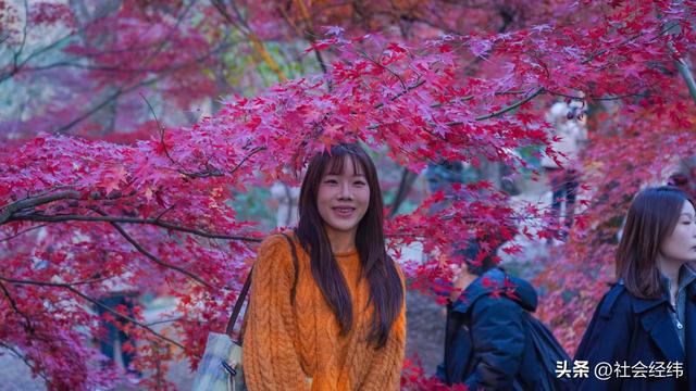 【每日一景】“枫”景这边独好 中山植物园红枫岗