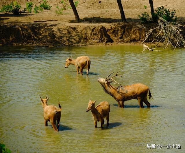 江苏盐城自驾游免费停车露营地，景点美食推荐