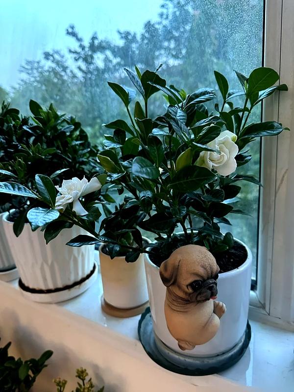 “阴花、不能进阳宅	”，家里若有这5种花	，请赶紧“搬出去”！