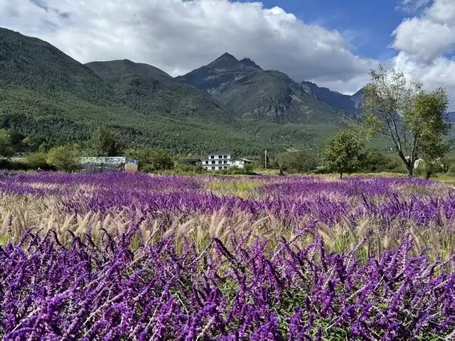 【视界】丽江的秋：秋意未退，夏色未消