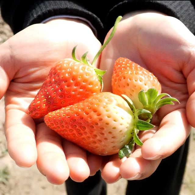 周末去哪？在安陆，实现“草莓自由”！