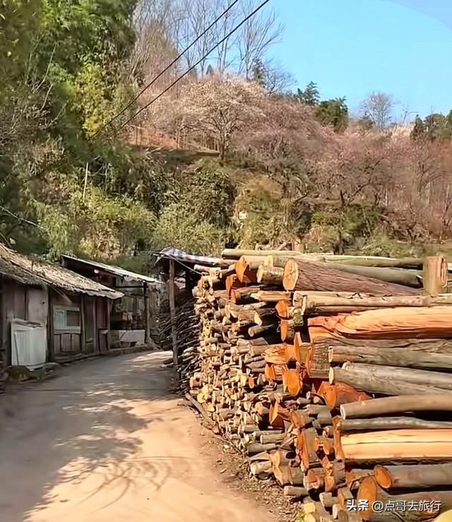 成都惊现6000亩梅林，花开成海超级壮观，免费，不要门票！