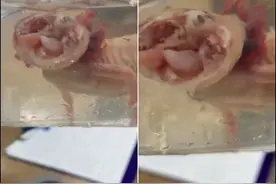 被“啃掉”半张脸的美西螈活了大半年，再强的再生能力也不能长脸图片