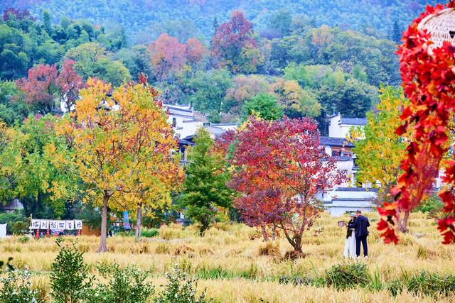 皖南塔川秋韵，正是从水墨到油画的季节，邂逅一场徽州的色彩盛宴