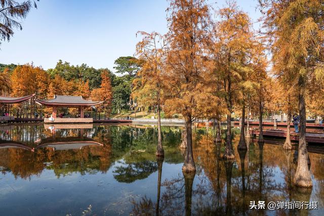 闯入佛山冬日油画！千灯湖落羽杉迎最佳观赏期，下午4点美到窒息