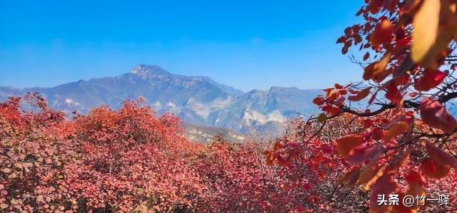 Deepseek和百度AI共同推荐北京红叶区：到北京旅游至少要去三个。