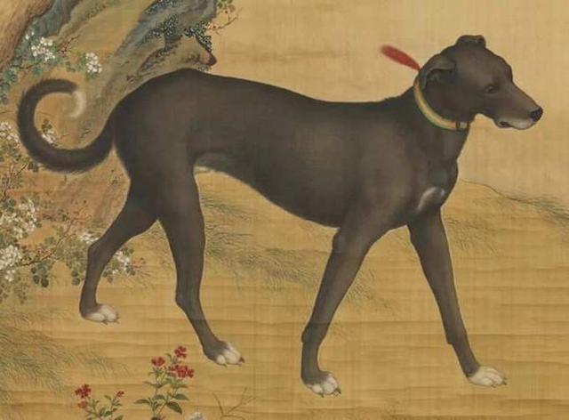 “家有四声叫，灾祸定来到”，是指哪四声叫？古人经验之谈