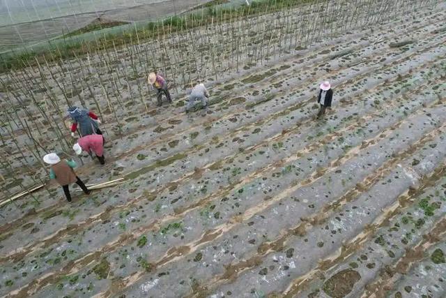 曾几乎绝迹！山东农户11岁时发现1棵幼苗，花34年让它走出绝境