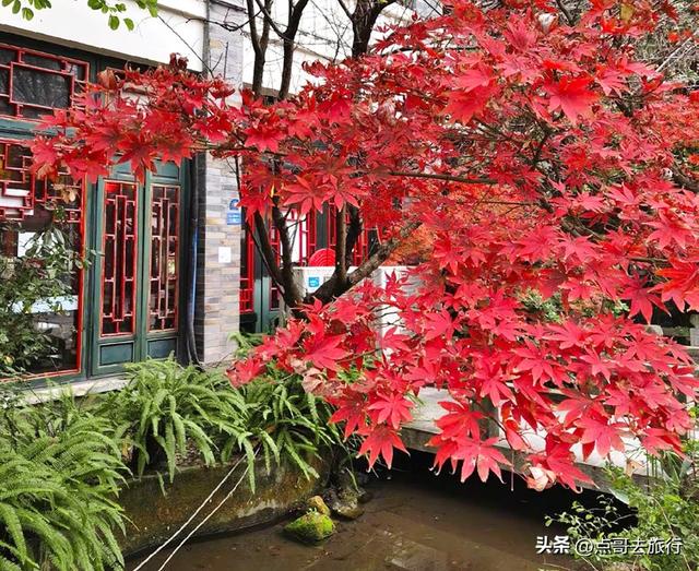 成都秋天最值得去的古场镇，每一个都惊艳，不要门票，公交可达！