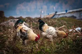 恩诺沙星：养鸡场的“救命药”还是“隐形雷”？用错一步全盘皆输图片