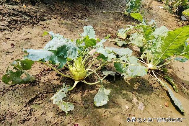 遇见·尖草坪丨不费家长、专治无聊，尖草坪这些地方娃娃们都玩疯了~