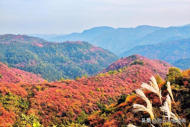 黄栌，被称为“皇帝树”，是它撑起香山红叶的美，秋天的颜值担当