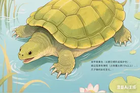 3招辨真假 野生甲鱼和养殖甲鱼的天壤之别 最后一点让你省下上万元图片