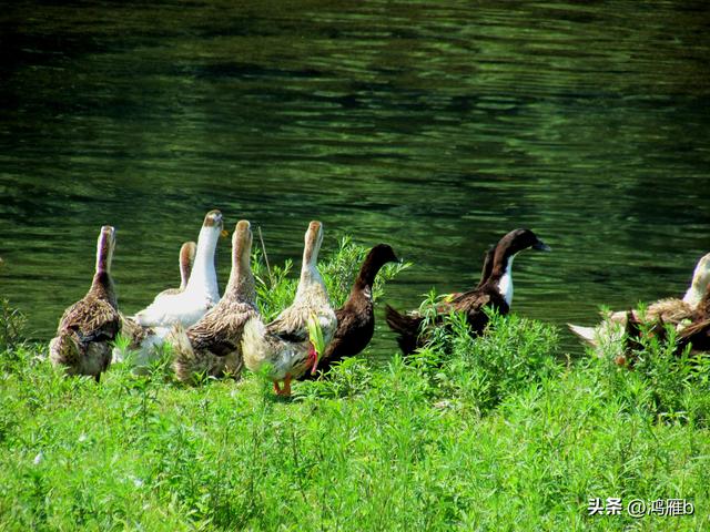 本溪太子河沿途一百公里风光——右寨子S弯（十五）