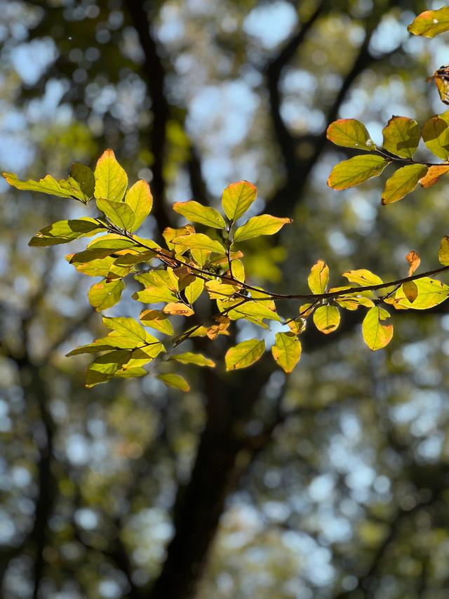 上天竺到云栖竹径，徒步9公里，感受一路秋意。