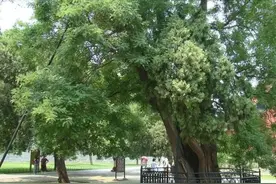 “一怕门前栽三树，二怕夜猫子上房，三怕屋后有坟头”，啥意思？图片