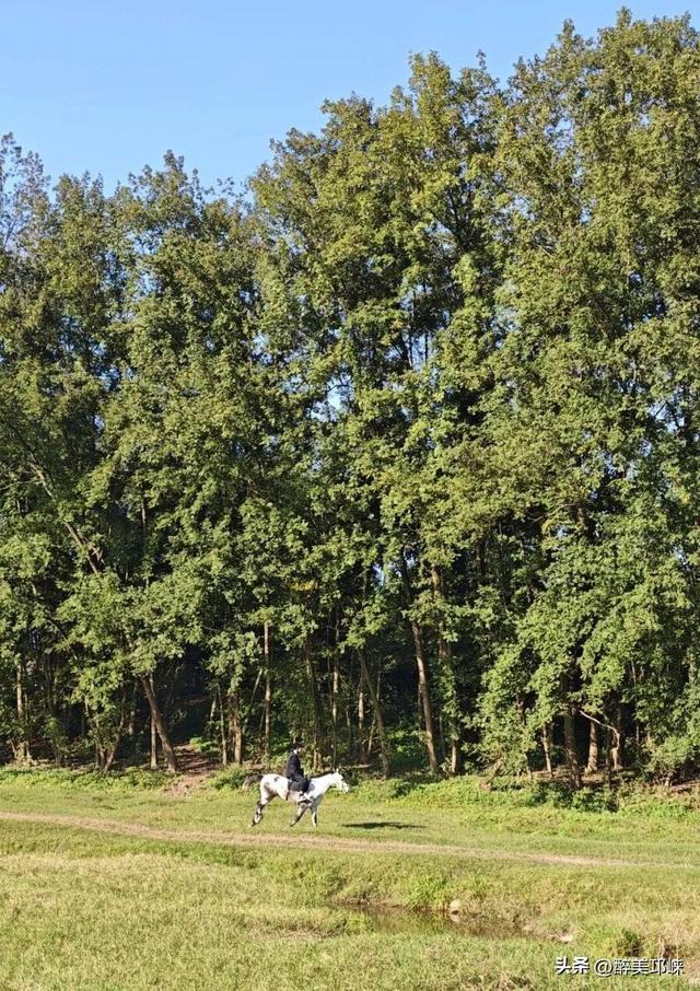 近悦远来·营城兴业丨逛营地、骑骏马！邛崃首家马术野骑营地开启乡村游玩新体验