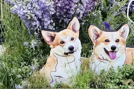 肖邦玛祖卡OP.33自由节奏与演奏分析图片