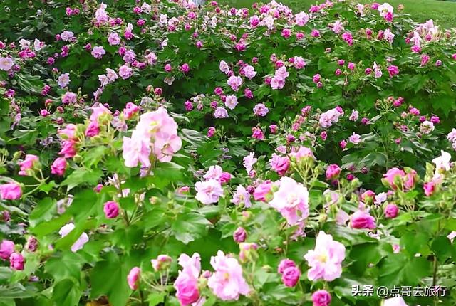成都芙蓉花最新攻略，公交车直达，一处比一处惊艳，4处都免费！