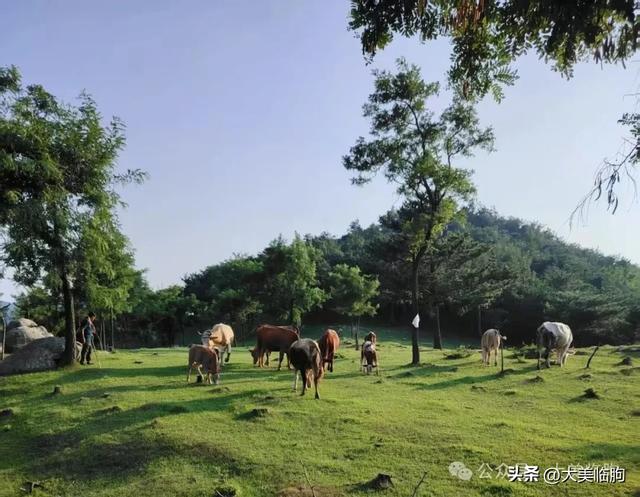 临朐不收费的这个景点实在太美了！芳草萋萋，牛羊成群！