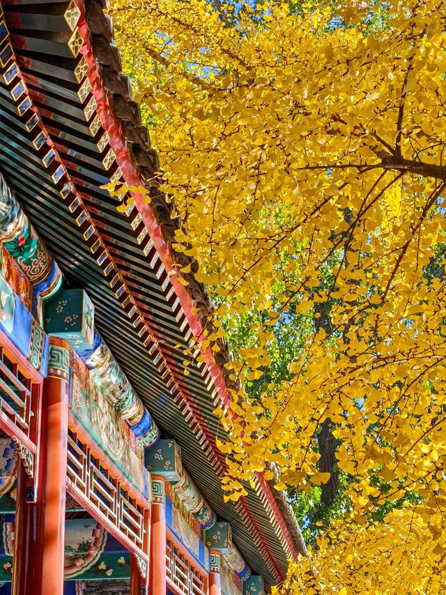 中山公园赏银杏