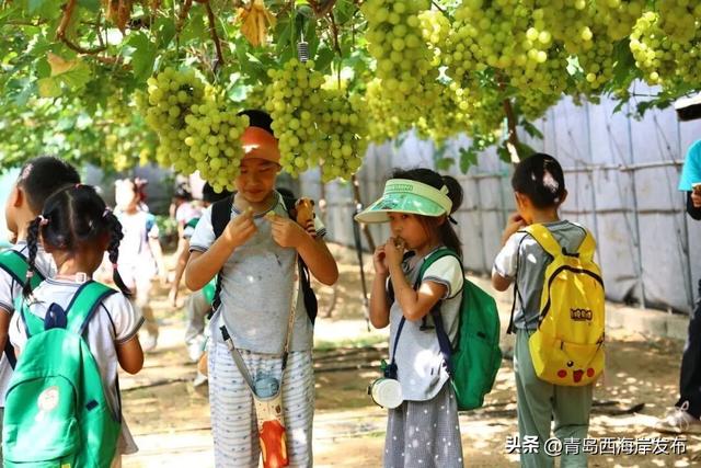 开炫！西海岸秋日“萄”宝指南来啦→