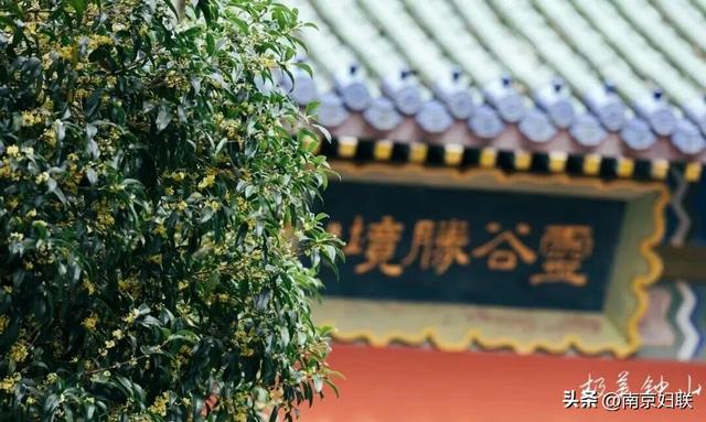 初秋→深秋，紫金山赏秋清单