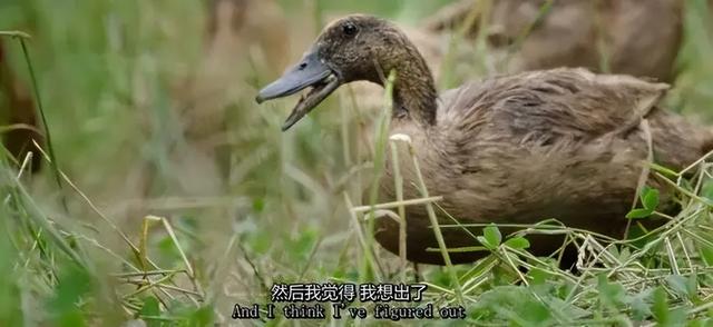 一对夫妻，为了一条狗，种出了一座森林