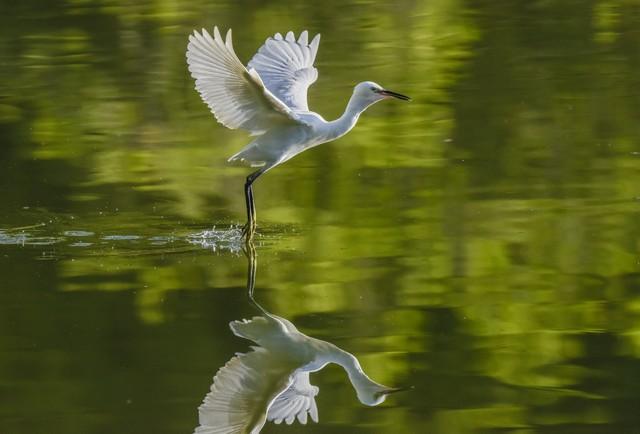 候鸟为信，赴一场鄱阳湖的秋日之约：吴城观鸟漫步指南