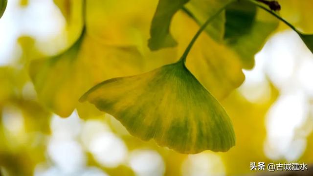 初冬雅韵:临安府署银杏换新妆