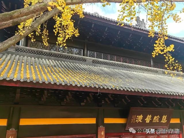 一树金黄,满城风雅!温州这棵著名的古寺银杏再不去就要落叶了