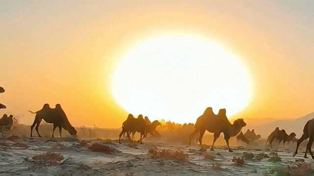 新疆大地的脊梁