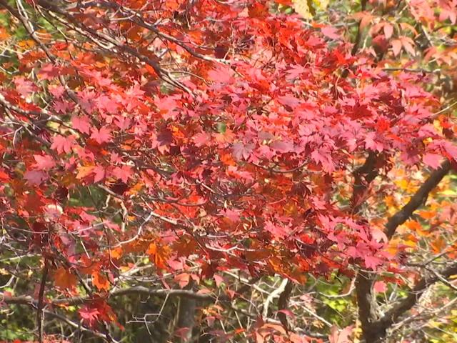 关门山“枫王”迎来最佳观赏期