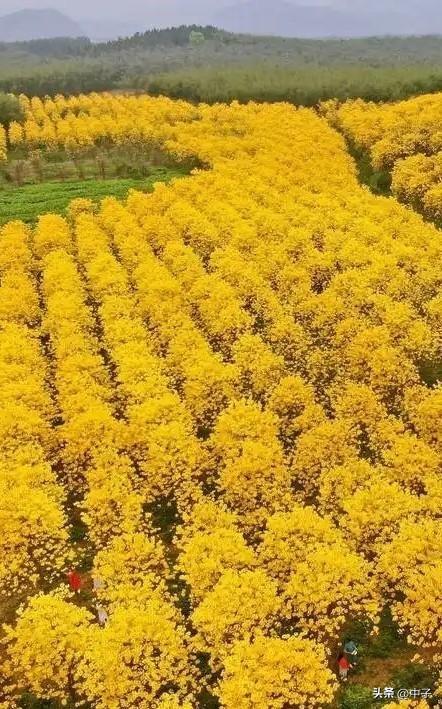 中山赏花指南：免费公园+徒步圣地老少皆宜，1.2万株黄花风铃木