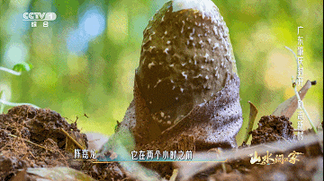 骑过两广山水间~封开这份 “赏景 + 逛吃” 攻略，让每段路充满惊喜