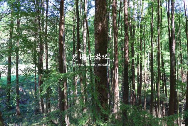 浙江宁波的红杉观赏胜地，树还没变红但美人蕉花海红了，美不胜收