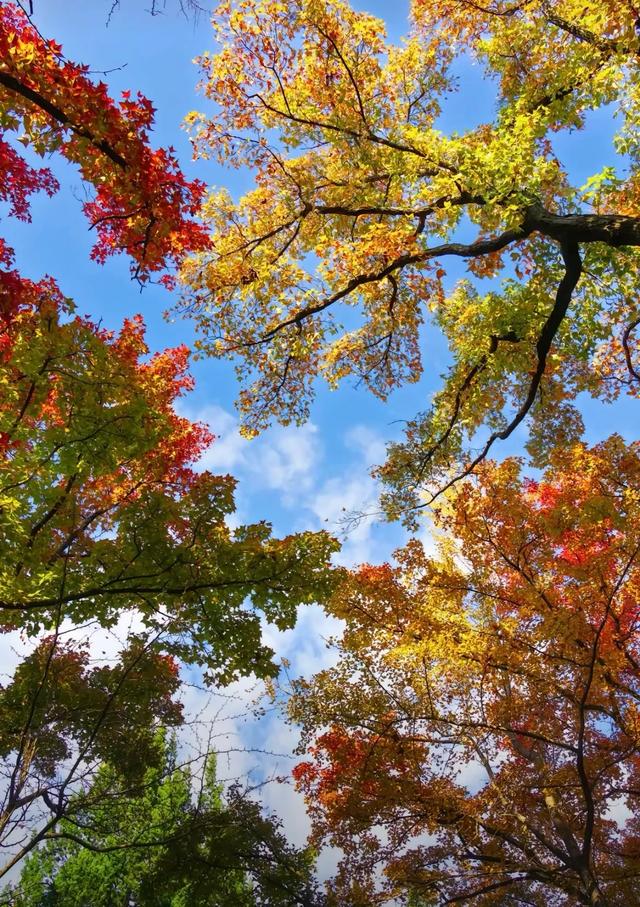 请再欣赏一下这最美的秋天