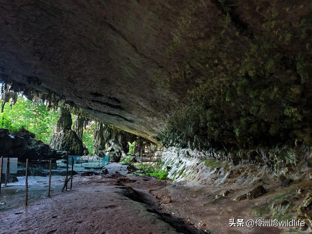 马来西亚(32)砂拉越州⑥世界遗产尼亚洞窟探险