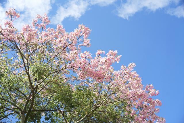 郁南：异木棉盛放